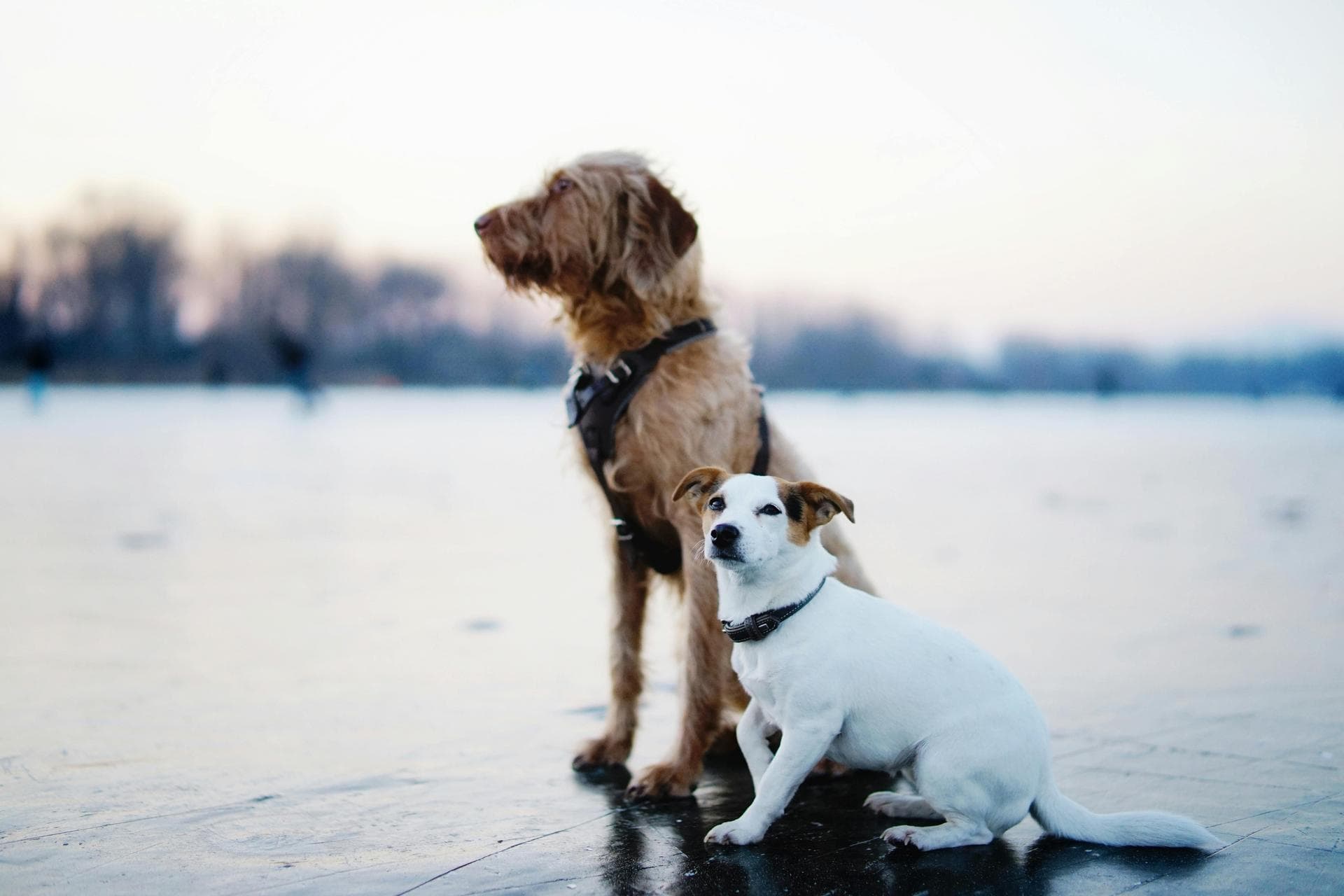 Emergency vets in Saratoga Springs