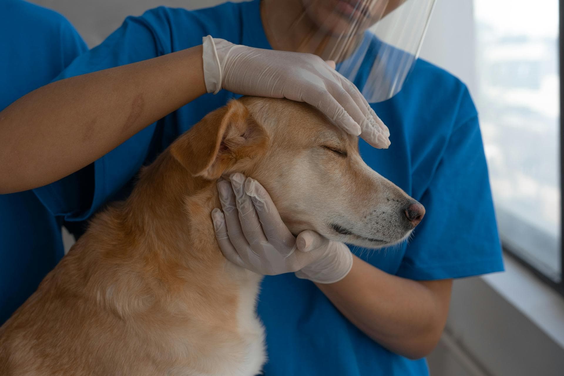 Best Vets in Saratoga Springs