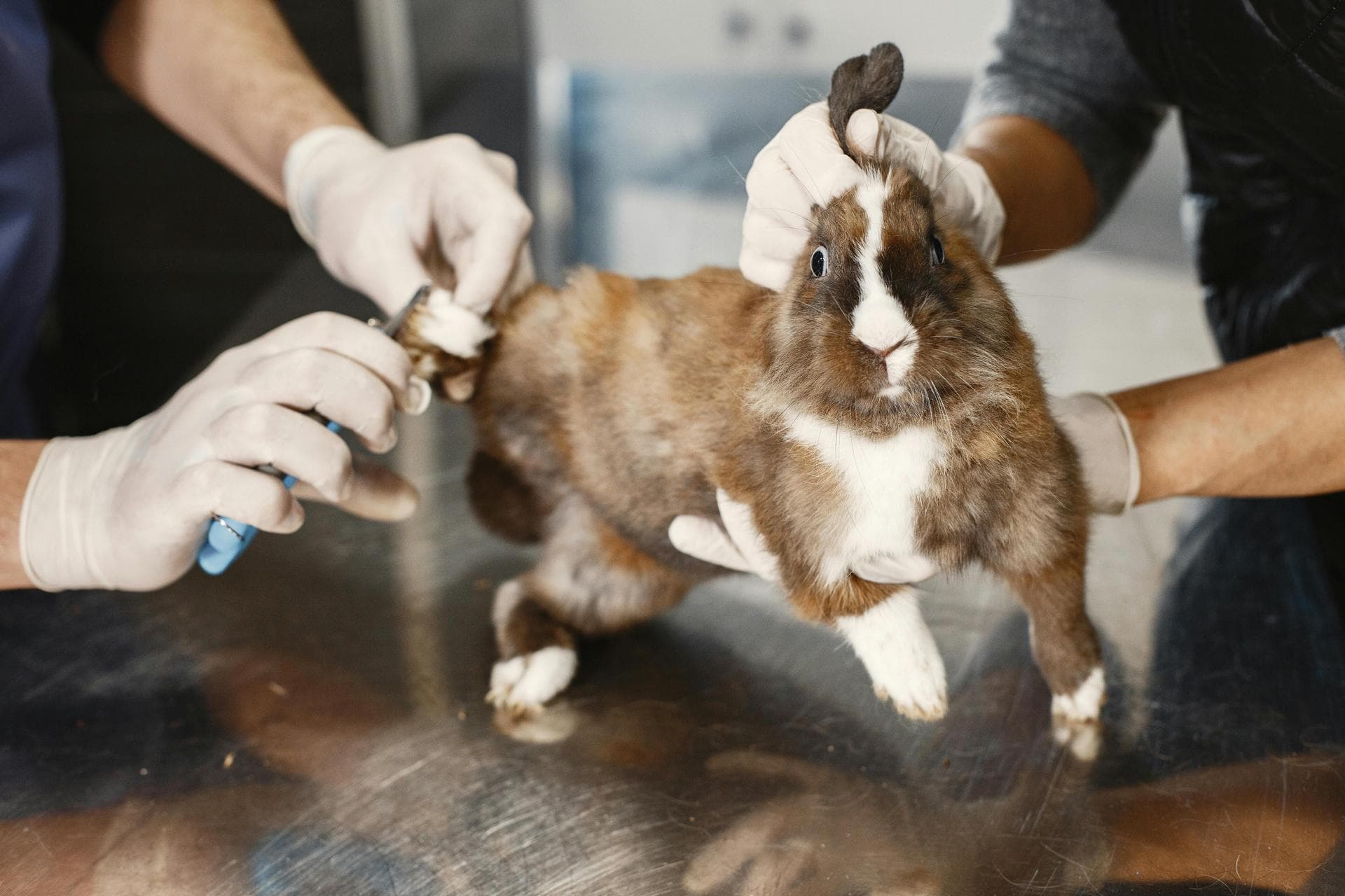 Emergency vets in Saratoga Springs